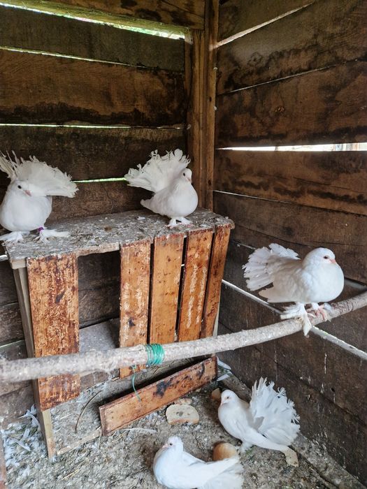 Vand voltați maghiari