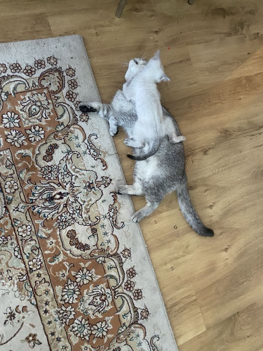 Шатландски кот 1 годик