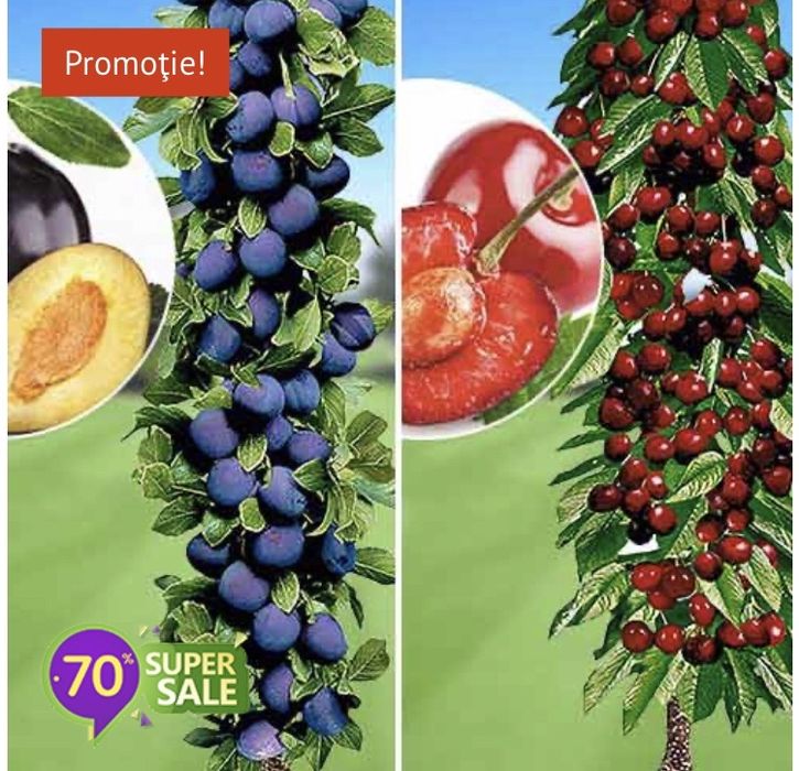 Pomi columnari fructiferi