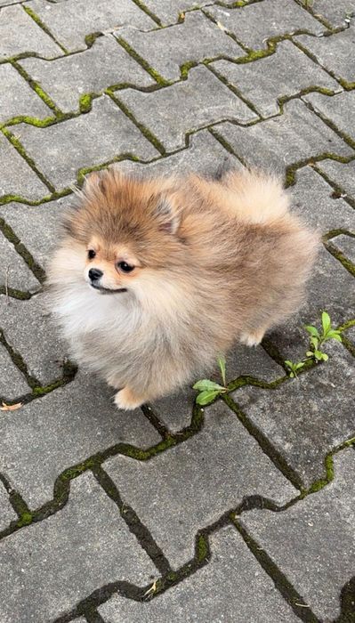 Pomeranian mini
