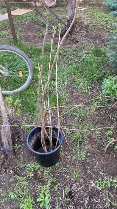 Продам Саженцы сирени