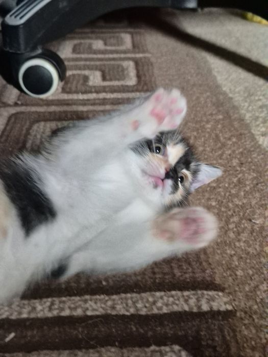 Очаровательный котенок
