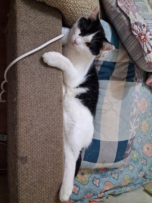 Отдам кота в хорошие руки.