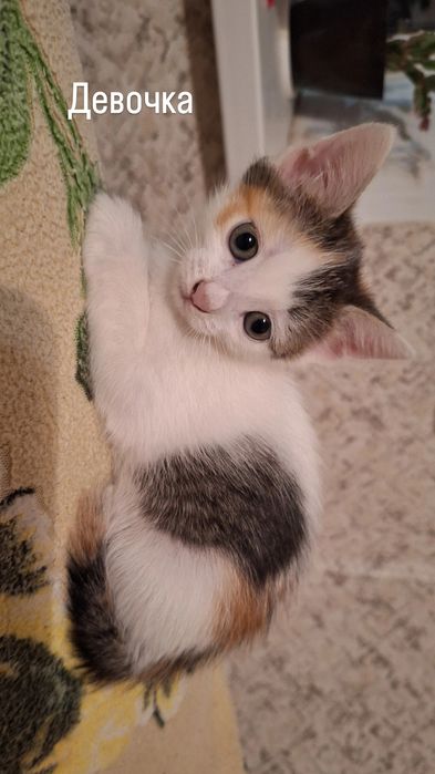 Отдам котят в добрые руки