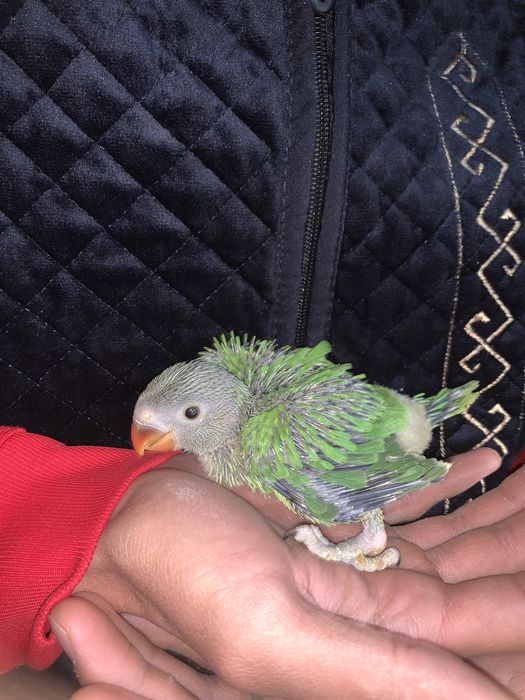 Продам птенцов ожереловых попугаев