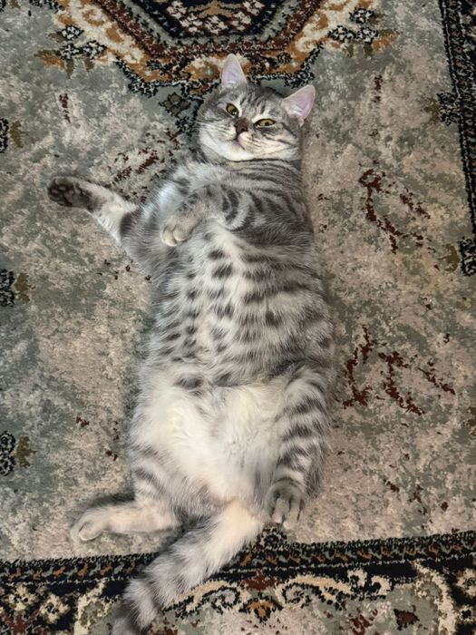 Отдам кошку добрые руки.