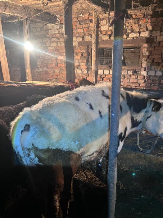 Продам 7 бычков!!!