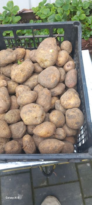 Vand  cartofi  de sămânță , albi stare foarte bună  .