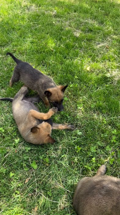 Ciobănesc belgian Malinois