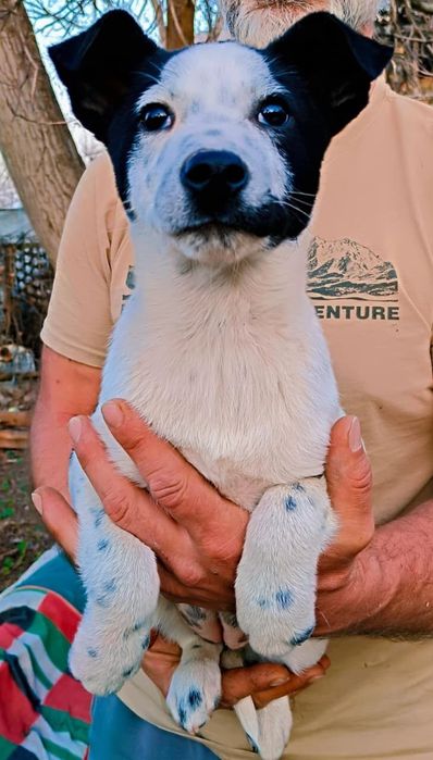Щенки метисы бесплатно Алматы