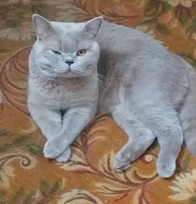 Открыта бронь на шотландских котят