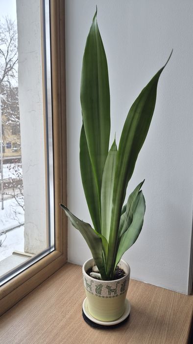 Большой цветок сансевиерия Муншайн 80см комнатные растения цветы.