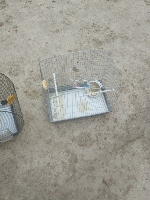 Клетка сотилади.