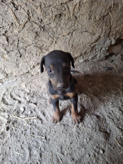 Sotiladi: 2 oylik Doberman kuchugi