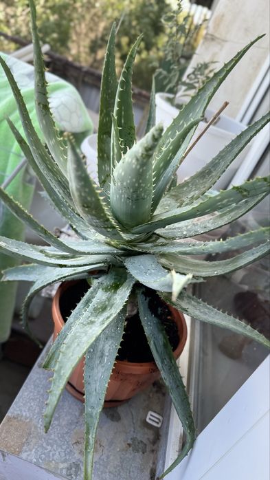 Алоэ 8 - ми летний !! Лечебный