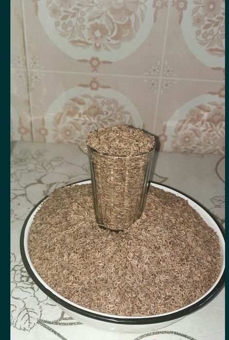 Семена Укропа свежий  домашний