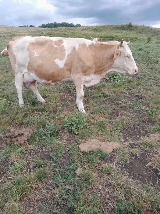 Vacă cu lapte de vânzare