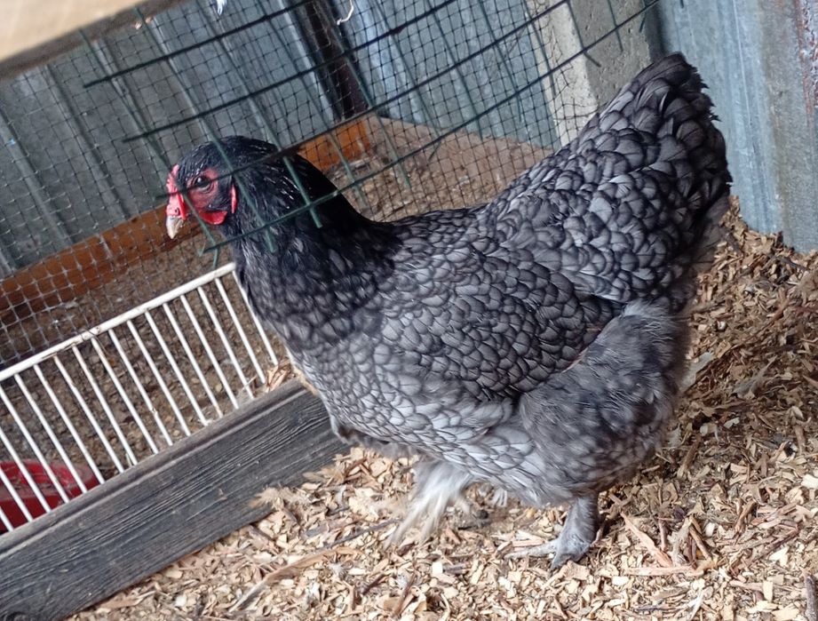 Găină outoare, brahma.