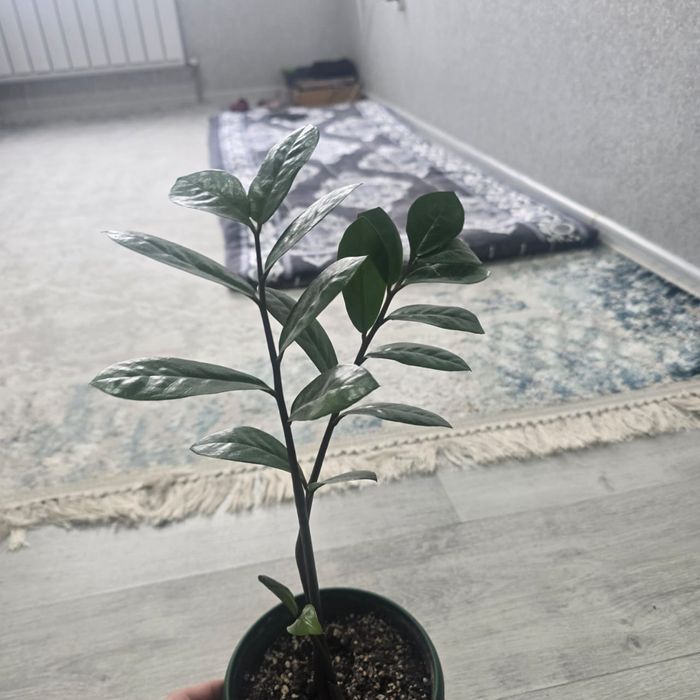 Срочно продам комнатные цветы