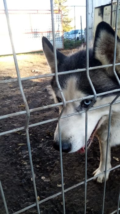 Husky pui fetita