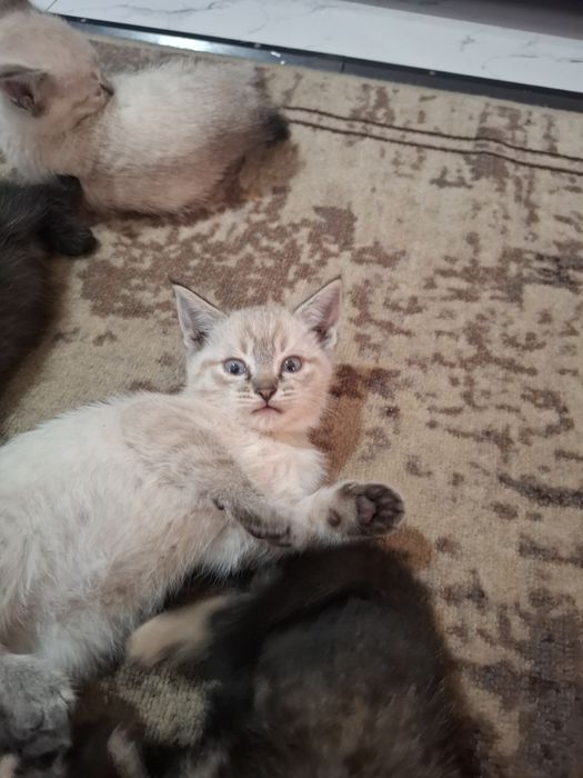 Котята     обычные