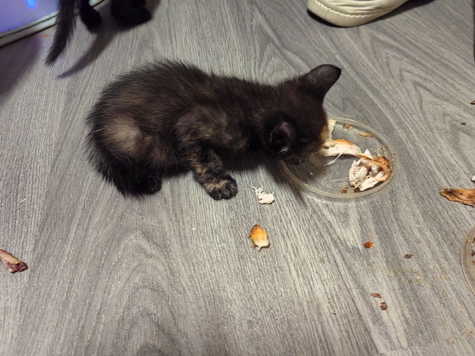 Отдам котёнка в добрые руки