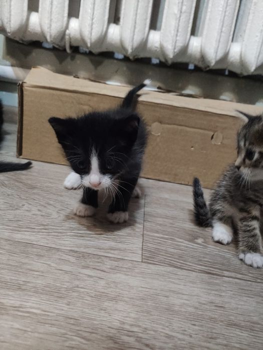 отдам котят даром