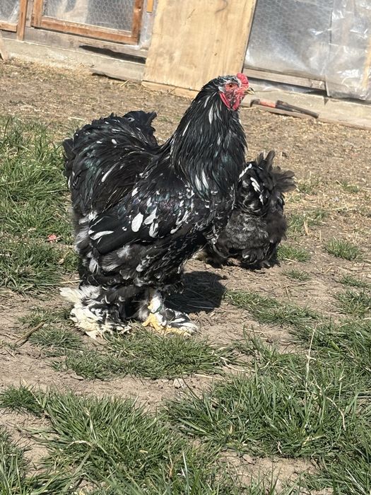 Oua și perechi brahma negru bobat , la bresse alb