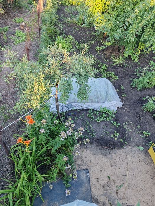 Продам дачу в черте города