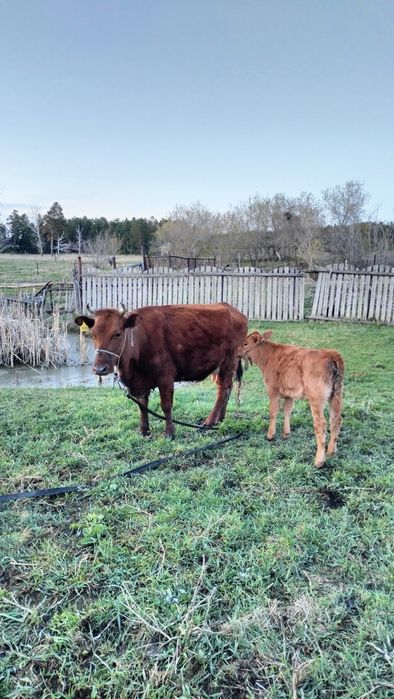 Дойная корова второй отёл