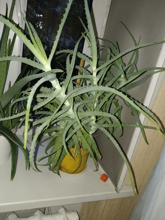 Продам алое Вера