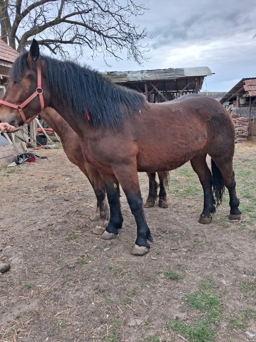 Manze de vanzare frumose