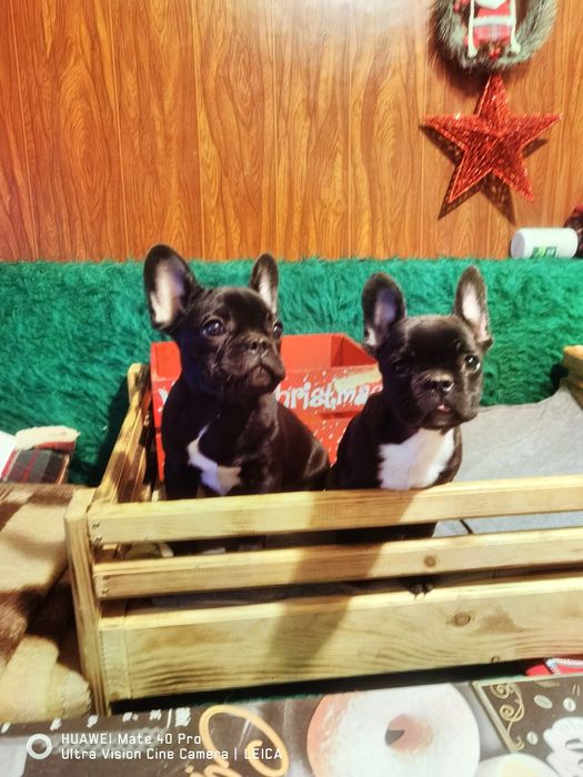 Френски булдог -