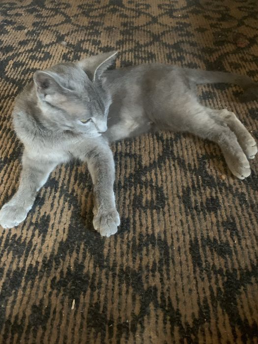 Mushuk sotiladi Zottor Zoti Scottish Fold
