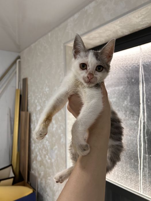 Срочно отдаем котенка в добрые руки