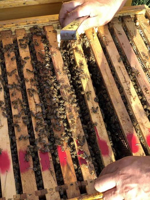 Vând stupi / familii de albine