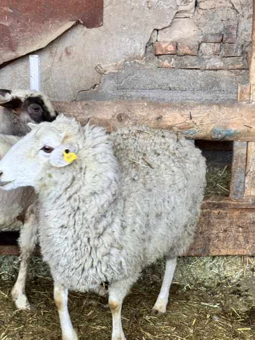 Продам жирную барануху