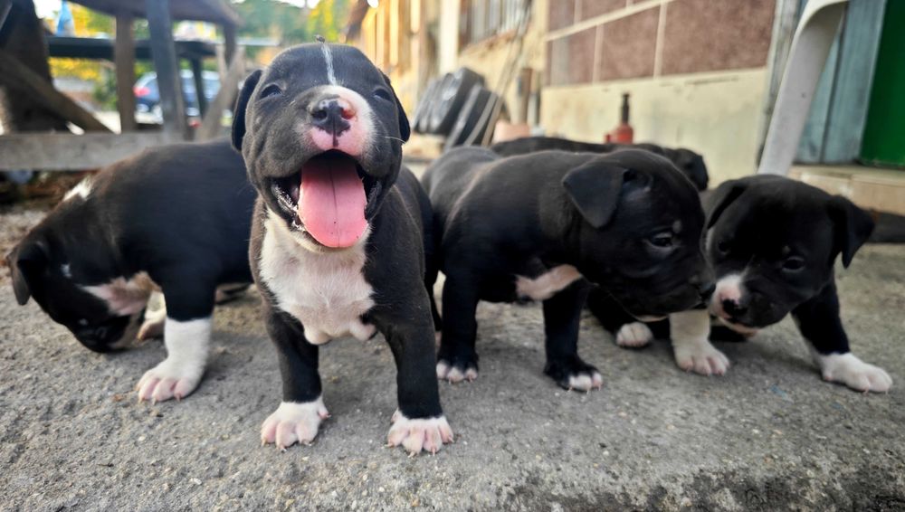 Американски питбули/були