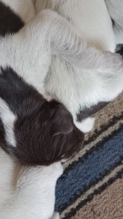 Продам щенков дратхаар