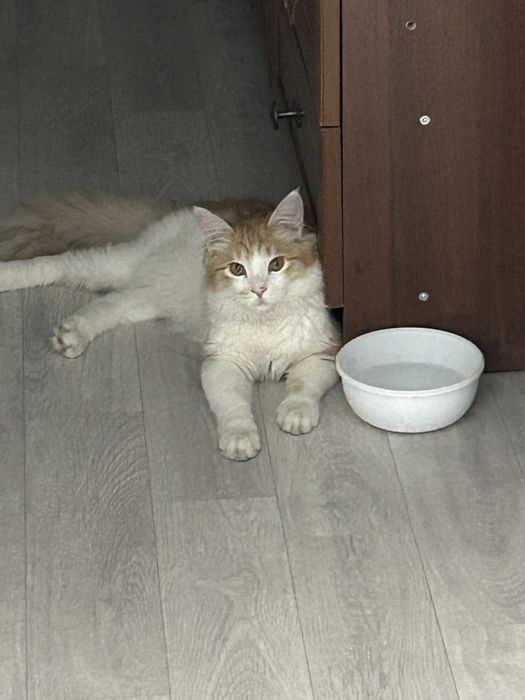 Отдам кота в добрые руки. 6 месяцев