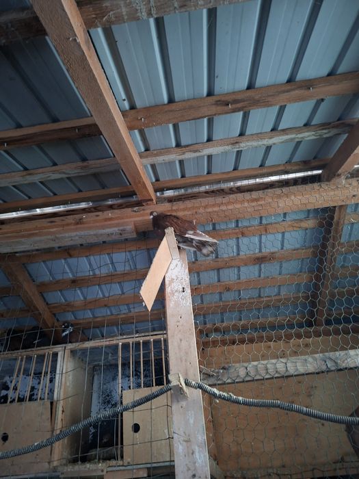 Porumbei 40 de lei bucata!