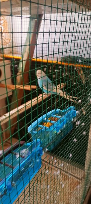 Karella sotilati parasi 350 ming