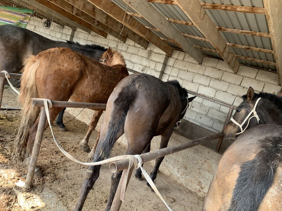 Тайлар сатылады хабарлас!!