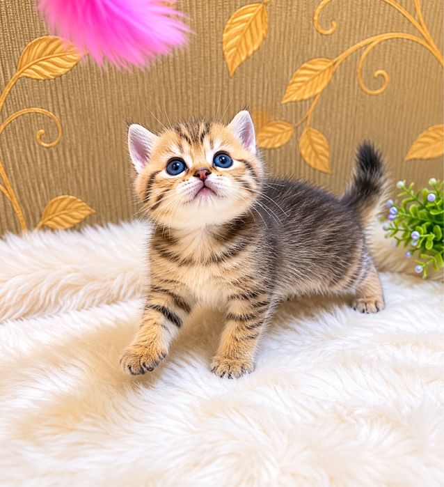 Продается котенок бритиш табби голд