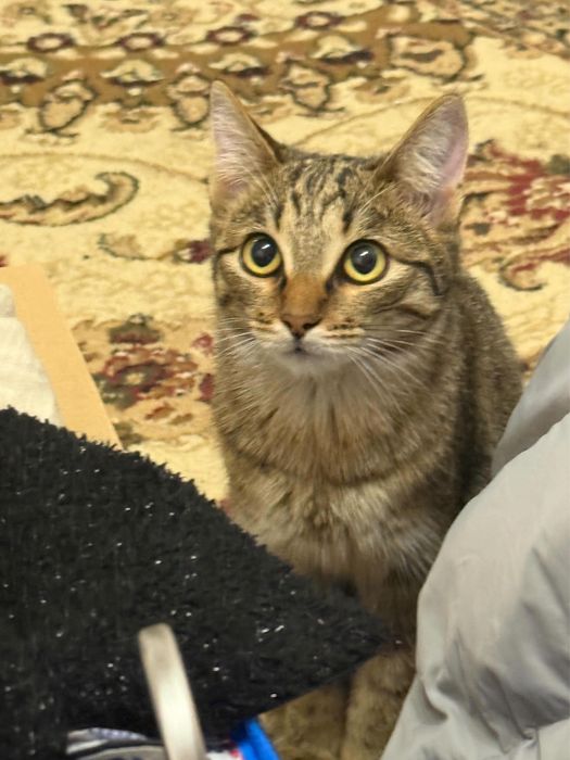 Кошка скоттиш-страйт