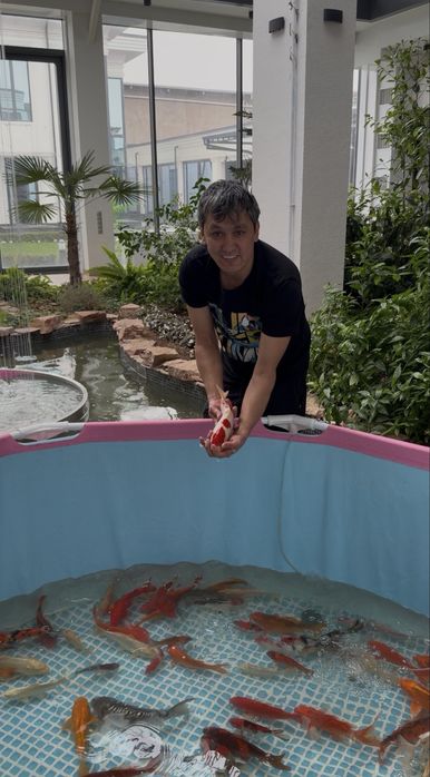 Рыба для пруда Японские карп Коя привазное Индонезия