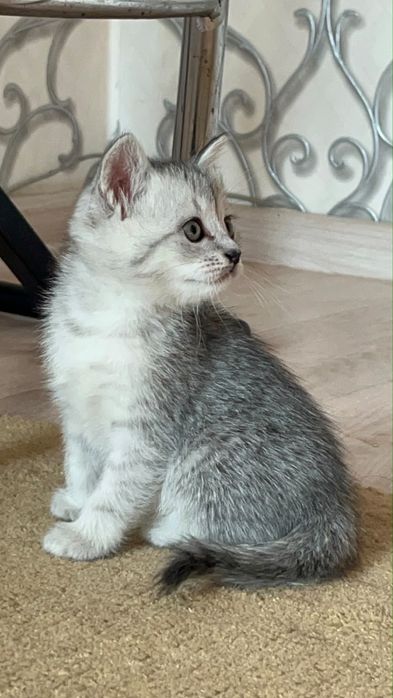 Котятки , мысыктаар