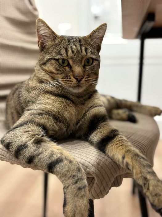 Кот Котик  мальчик