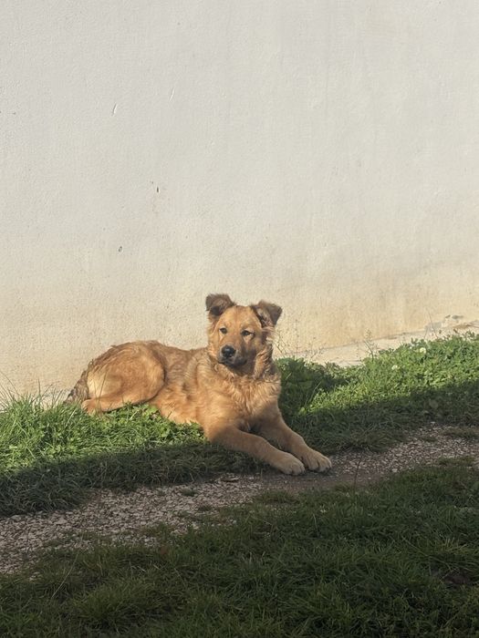 Rocky isi cauta casuta !