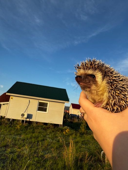 продам Африканского Ёжа